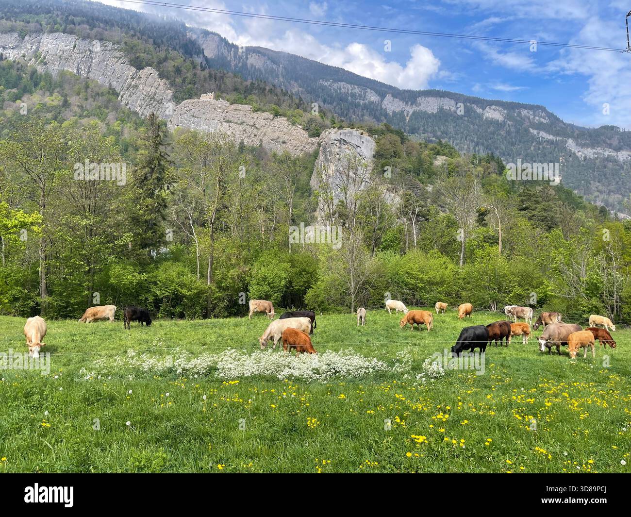 Schweizer Bergwiese mit grünem Gras, Wildblumen und weidenden Kühen, die sich vor hohen Berggipfeln unter klarem, hellem Himmel befinden. - Smartphone-aufgenommenes Stockfoto