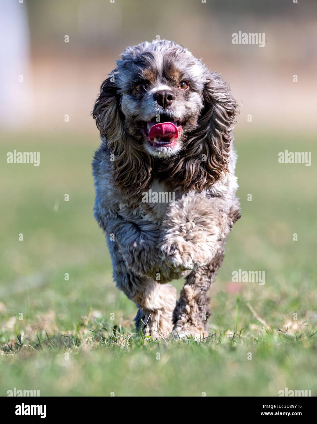 Cocker Spaniel Hund jagt einen Köder bei einem schnellen Katzenhund Sportereignis Stockfoto
