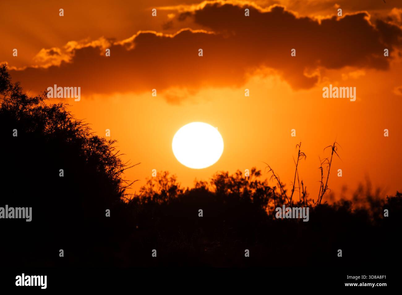Sanfter orangefarbener Sonnenuntergang, der dichte Sumpfvegetation beleuchtet und eine friedliche und stimmungsvolle natürliche Szene schafft. Stockfoto