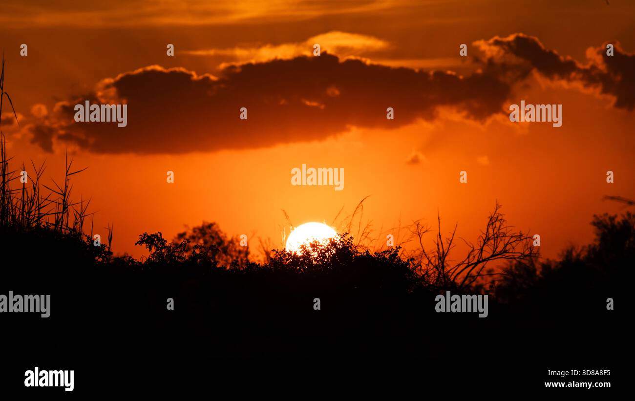 Sanfter orangefarbener Sonnenuntergang, der dichte Sumpfvegetation beleuchtet und eine friedliche und stimmungsvolle natürliche Szene schafft. Stockfoto