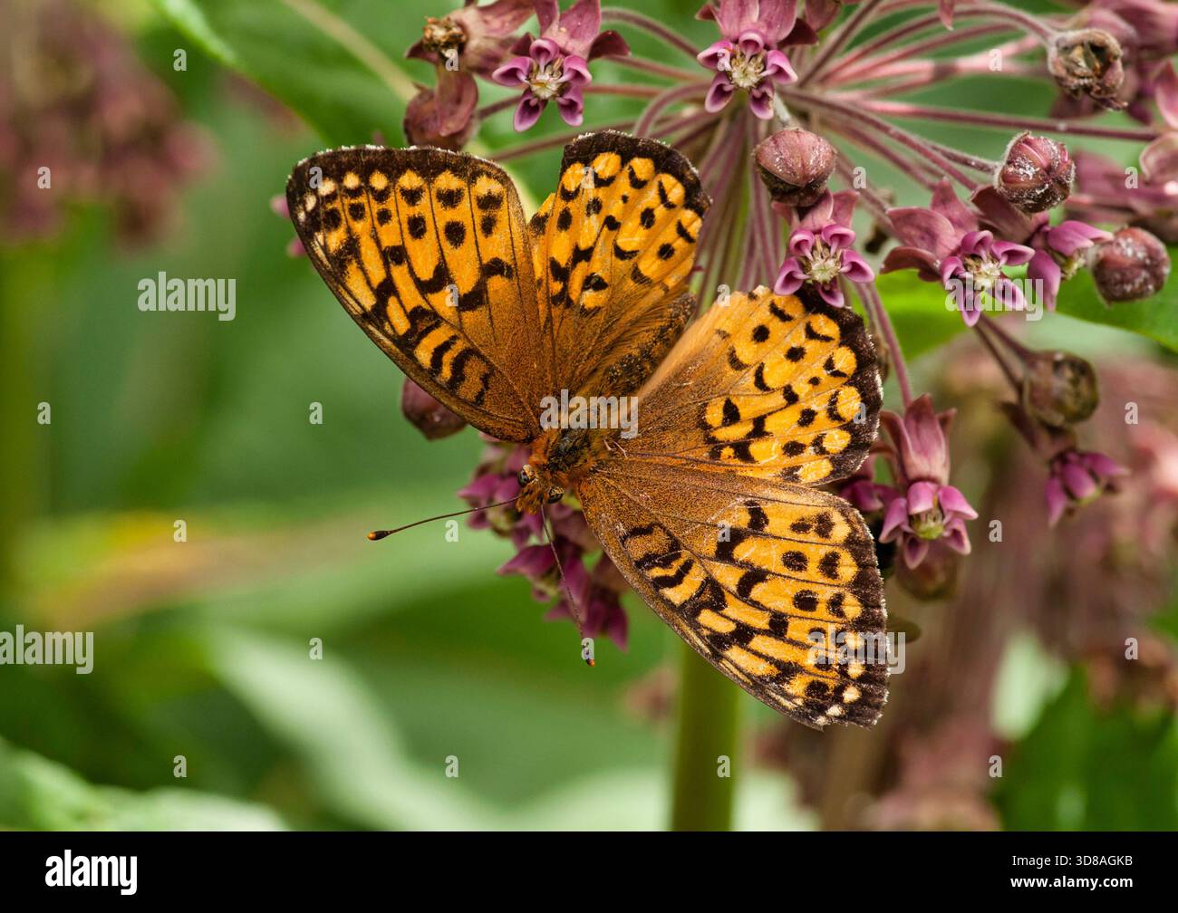 Ein wunderschönes Atlantis Fritillary auf Common Milkweed in den northwoods von Florence County, Wisconsin. Stockfoto