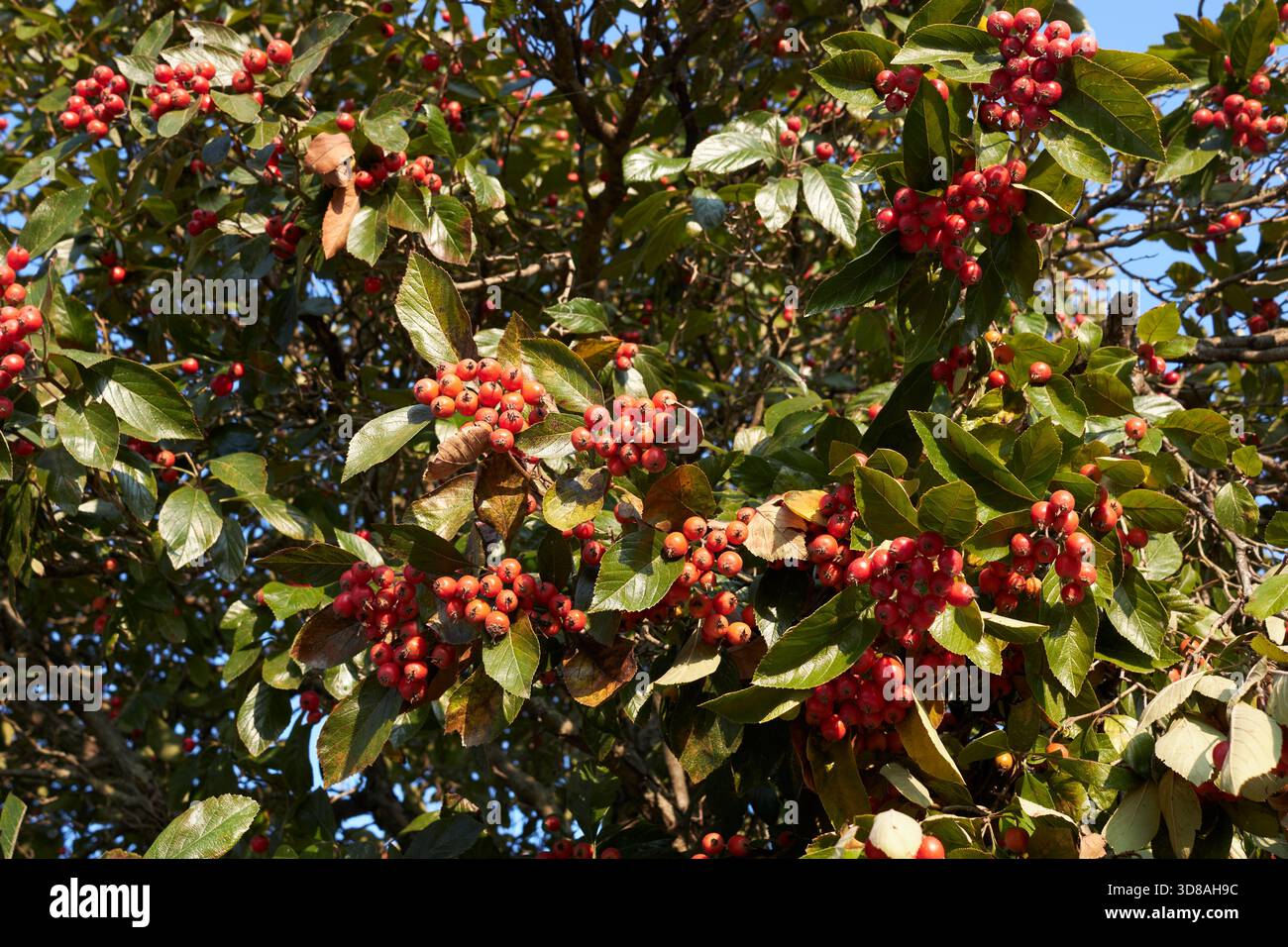 Crataegus crus-galli-Zweig aus nächster Nähe mit frischen Früchten Stockfoto