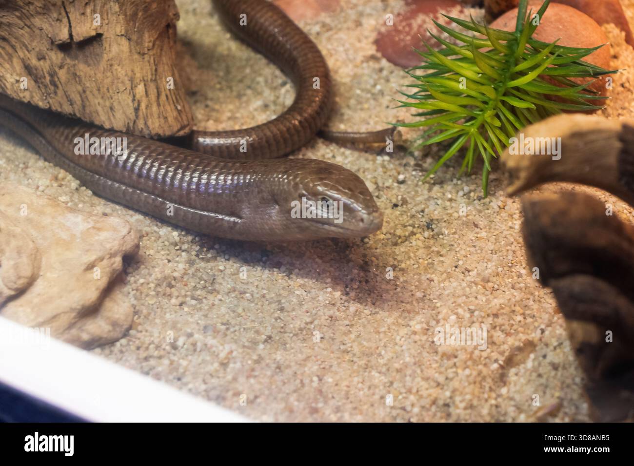 Das Tier auf dem Foto ist ein Sheltopusik Stockfoto