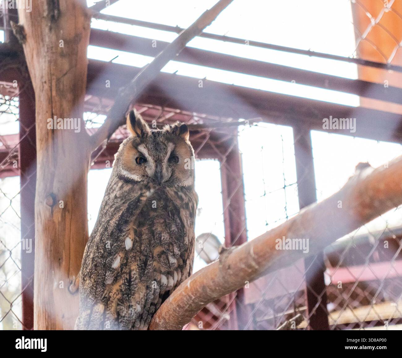 Das Bild zeigt eine Langhaareule Stockfoto
