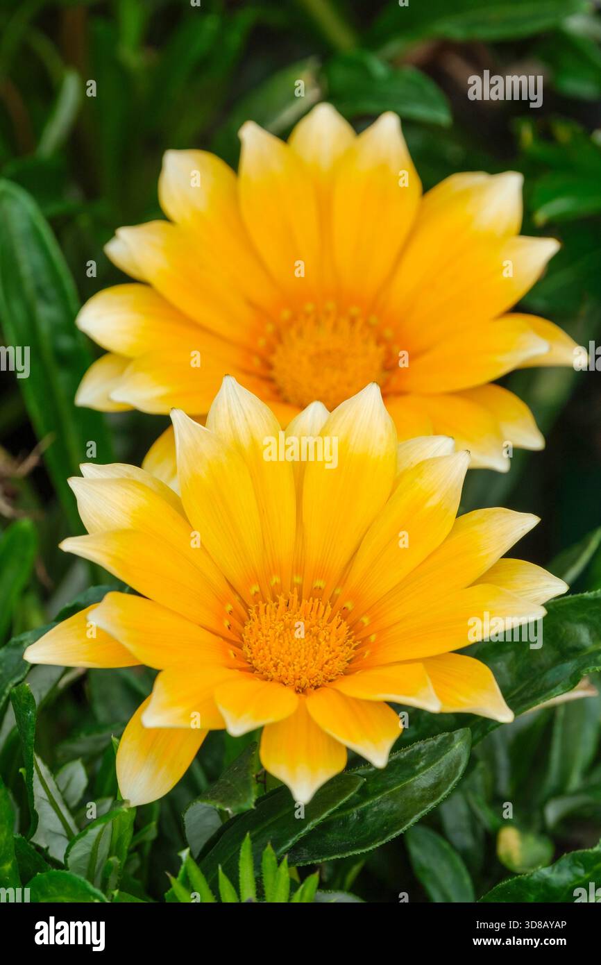 Gazania rigens Zany sonnige Seite oben, goldorange und hellgelbe zweifarbige Gazania Stockfoto