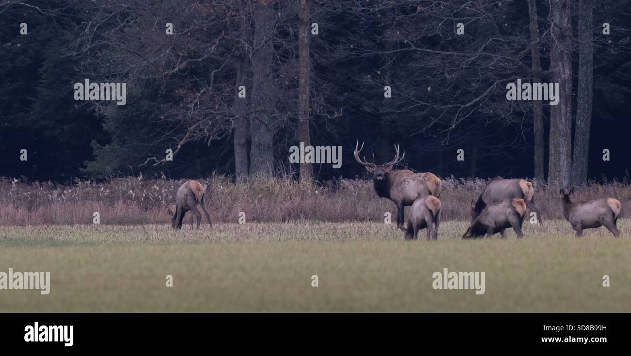 Bull und sein Harem an einem Oktobermorgen in Ashland County, Wisconsin. Stockfoto