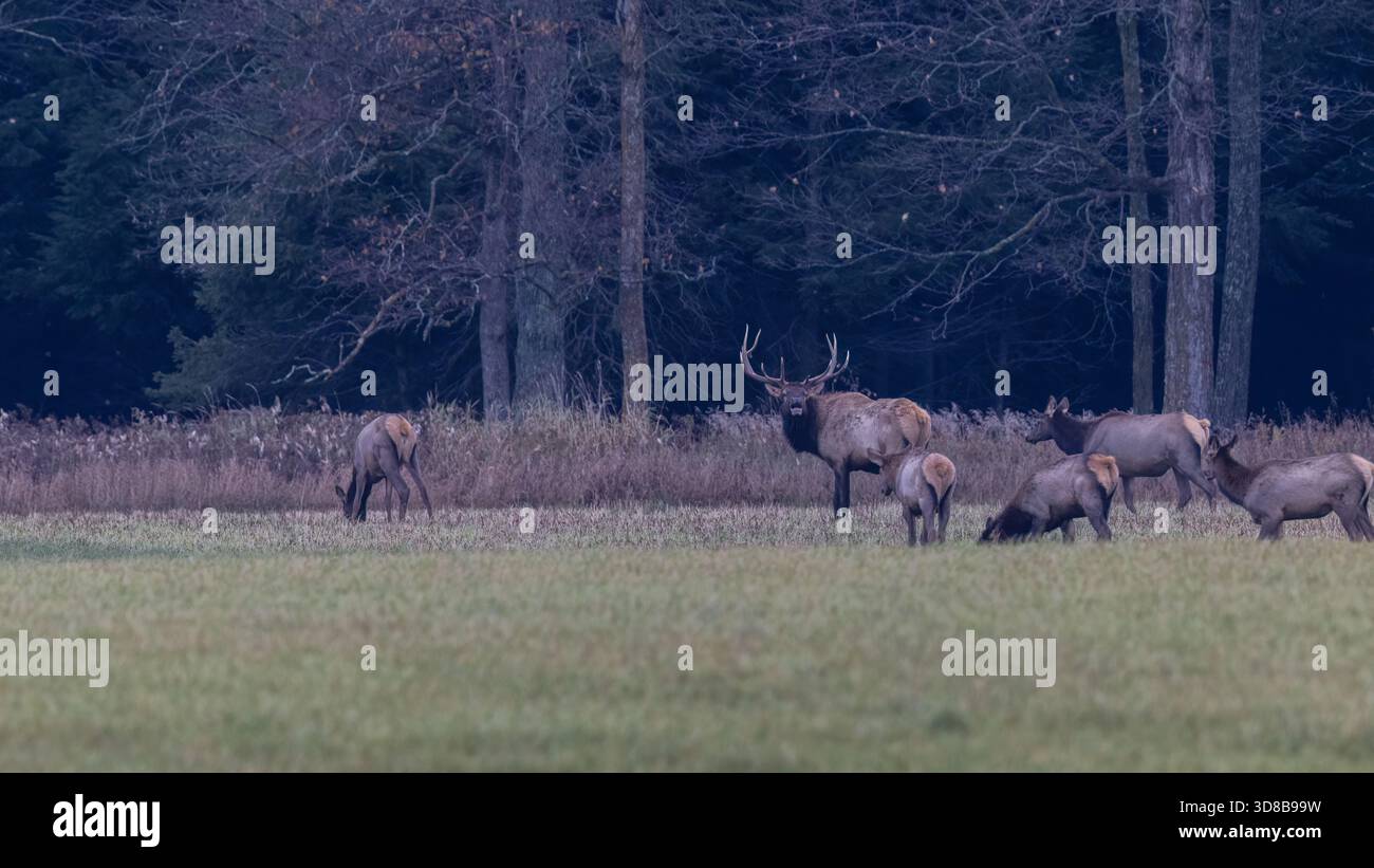 Bull und sein Harem an einem Oktobermorgen in Ashland County, Wisconsin. Stockfoto