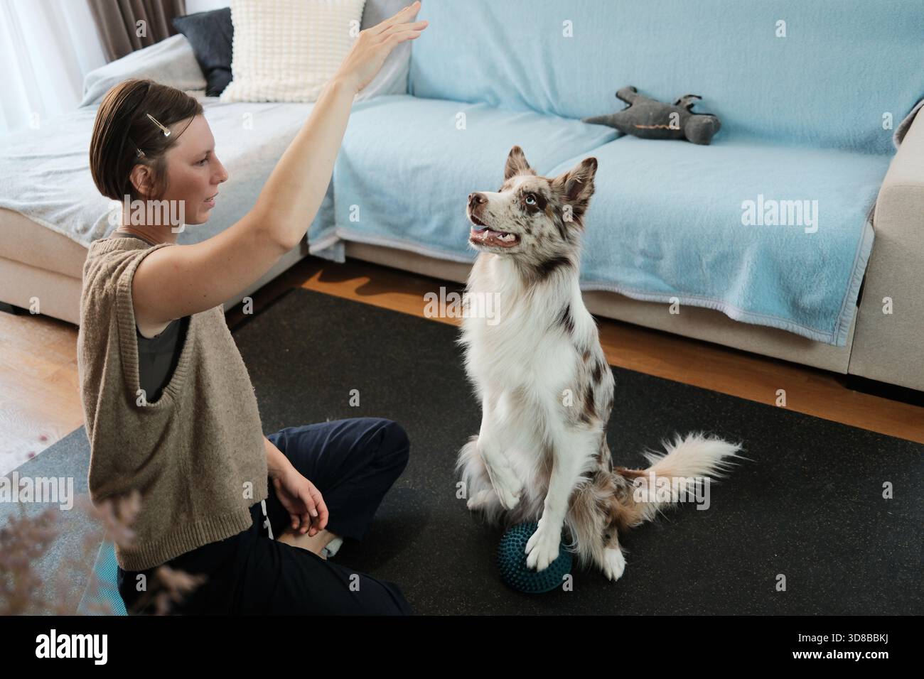 Ein Border Collie sitzt aufrecht auf einer Waagschale, während der Besitzer die Übung anweist. Der Moment fängt Disziplin, Kommunikation und strukturierten Hund ein Stockfoto