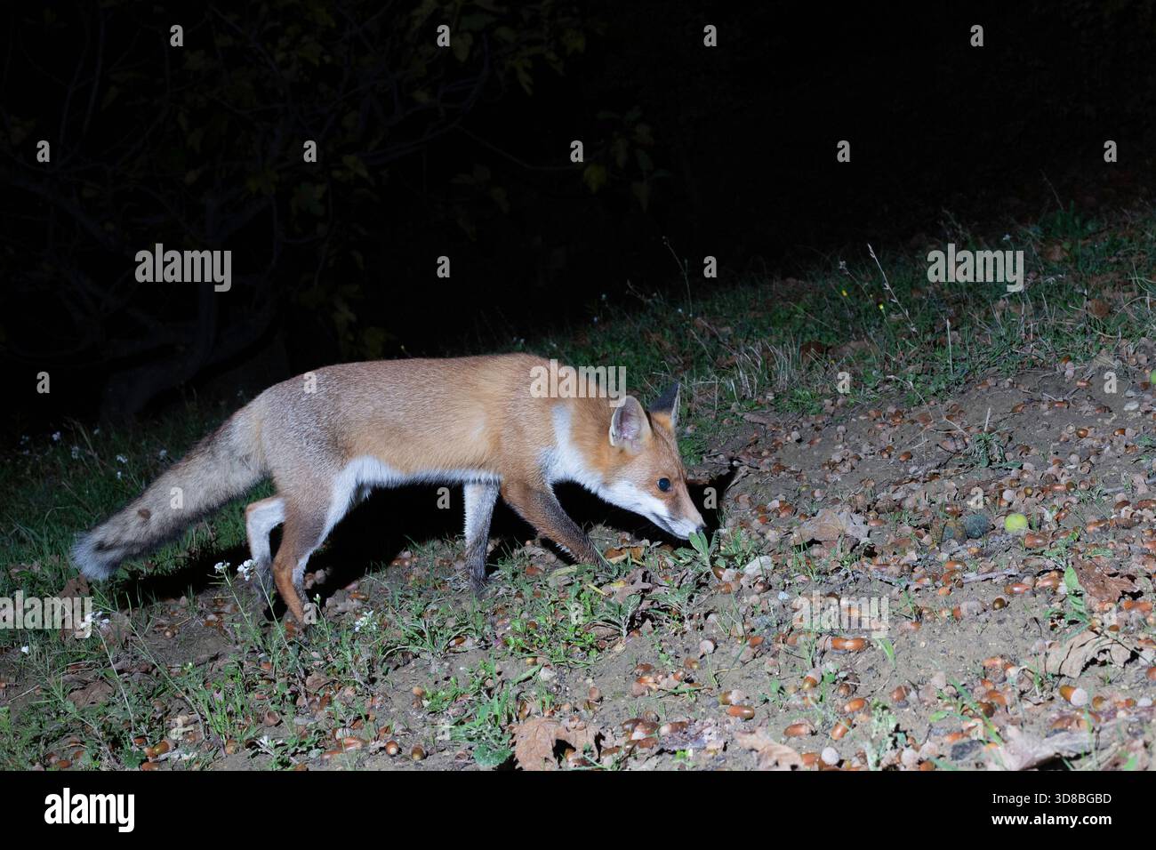 Rotfuchs (Vulpes vulpes), der nachts auf Nahrungssuche ist Stockfoto