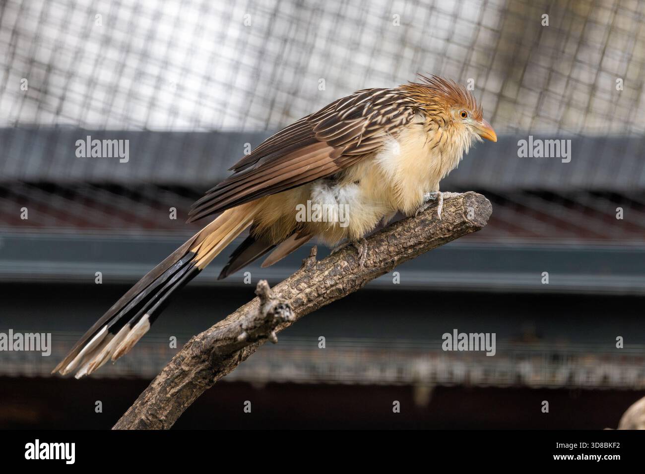 Ein schmaler geselliger Kuckuck Südamerikas, der in Brasilien auf der Jagd nach Insekten, Echsen und kleinen Nagetieren in Savannenwäldern fotografiert wurde Stockfoto