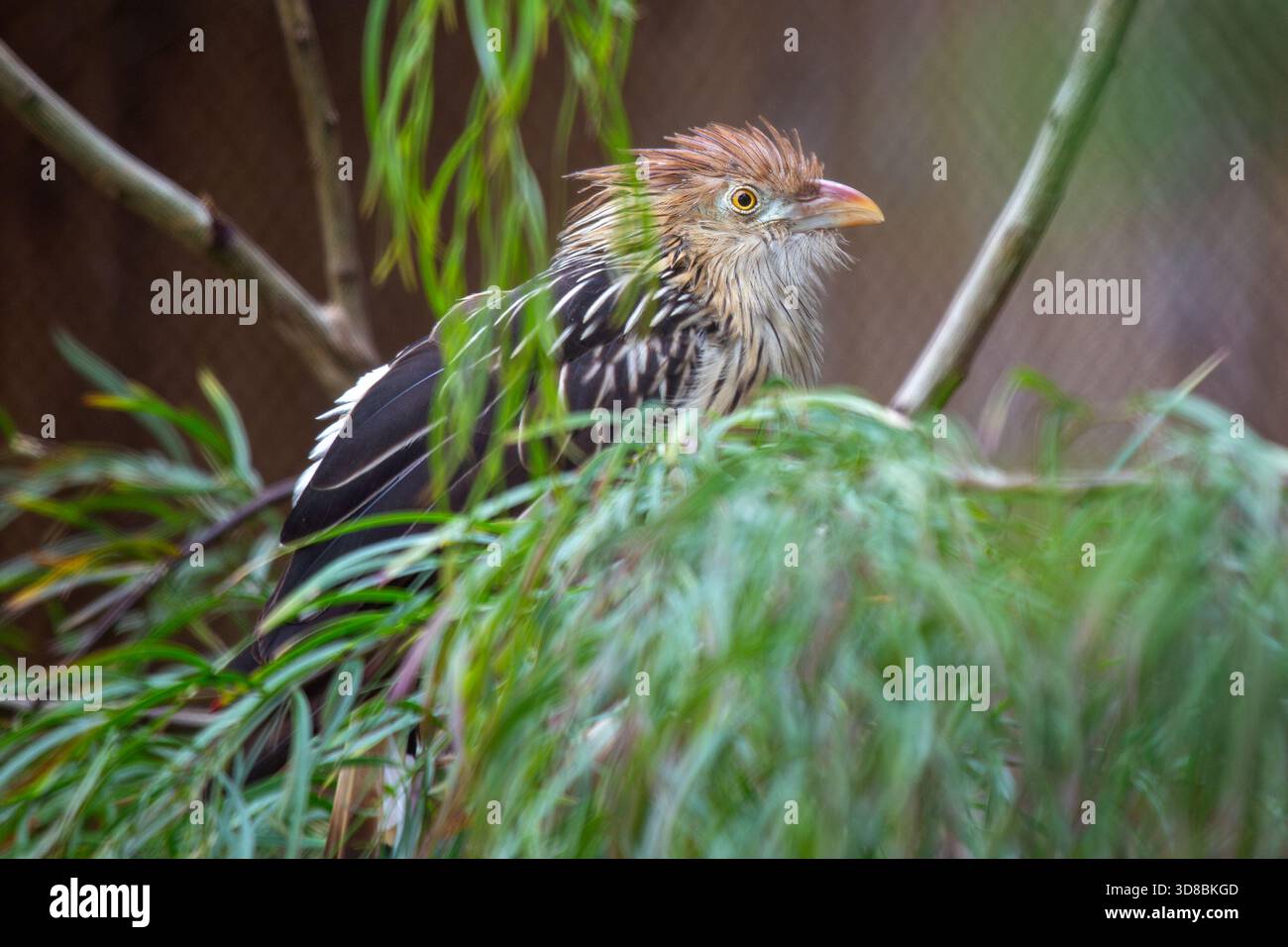 Ein schmaler geselliger Kuckuck Südamerikas, der in Brasilien auf der Jagd nach Insekten, Echsen und kleinen Nagetieren in Savannenwäldern fotografiert wurde Stockfoto