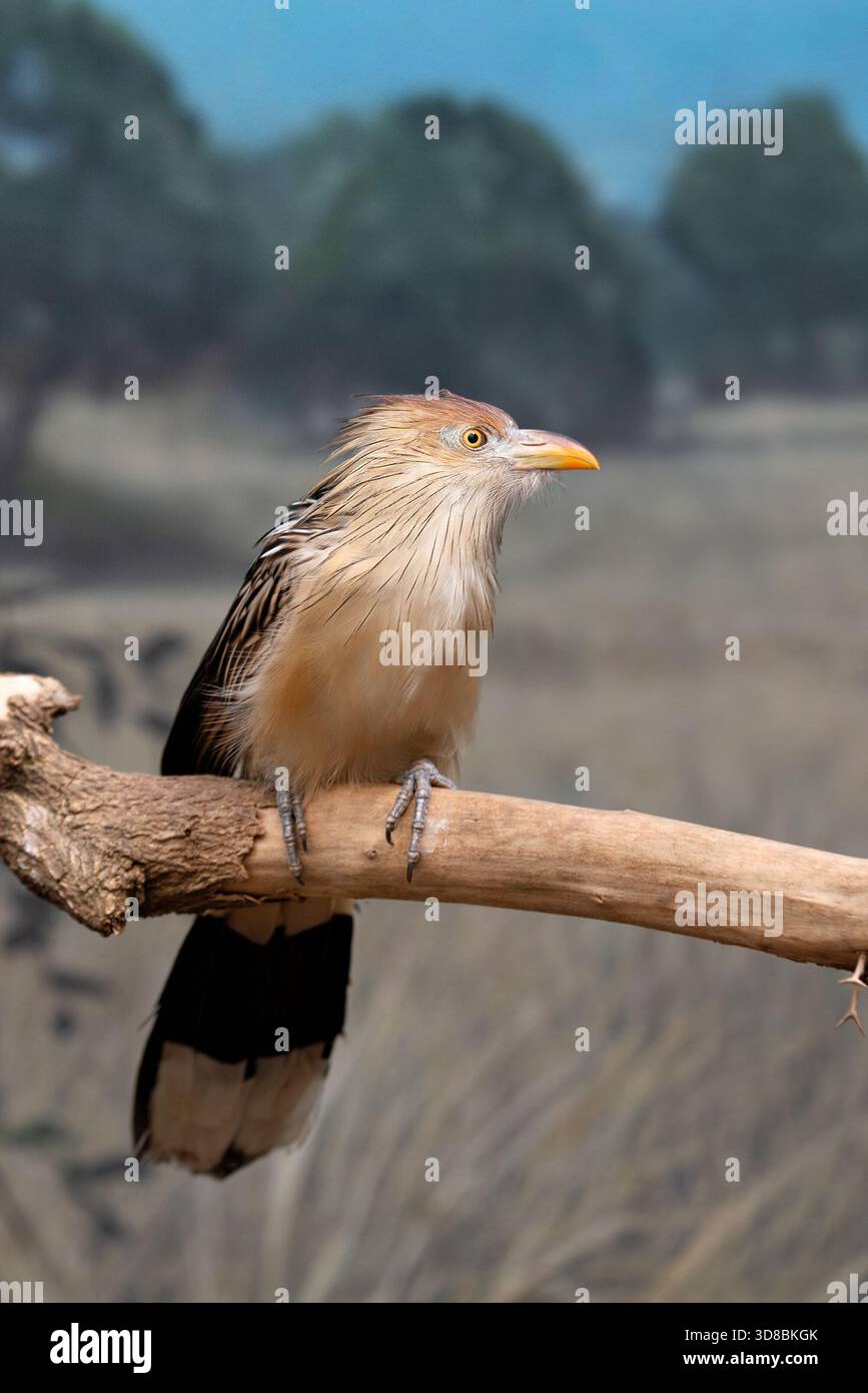 Ein schmaler geselliger Kuckuck Südamerikas, der in Brasilien auf der Jagd nach Insekten, Echsen und kleinen Nagetieren in Savannenwäldern fotografiert wurde Stockfoto