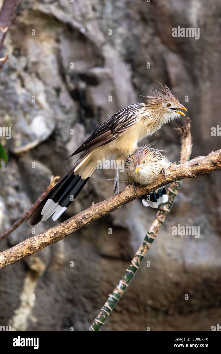Ein schmaler geselliger Kuckuck Südamerikas, der in Brasilien auf der Jagd nach Insekten, Echsen und kleinen Nagetieren in Savannenwäldern fotografiert wurde Stockfoto