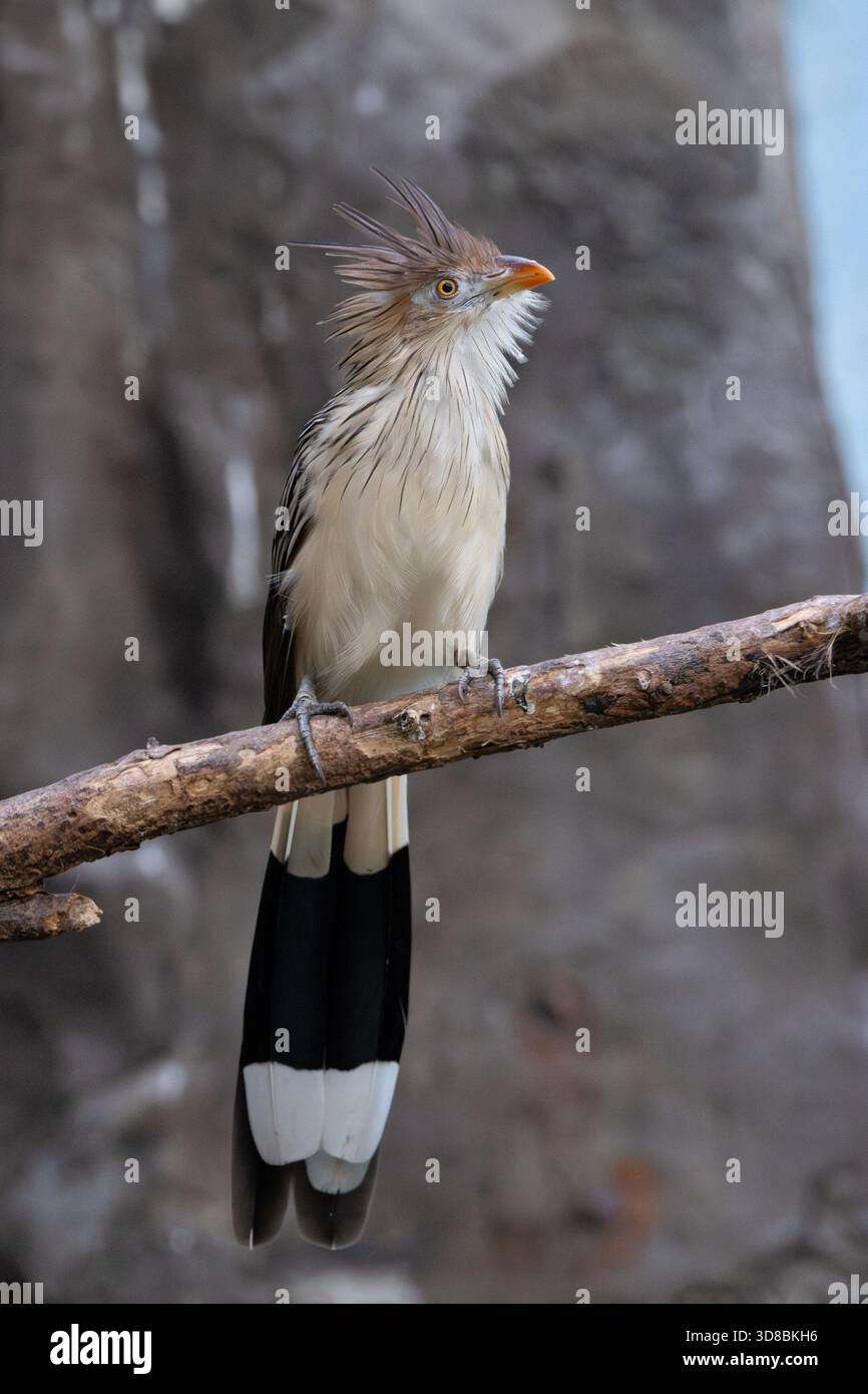 Ein schmaler geselliger Kuckuck Südamerikas, der in Brasilien auf der Jagd nach Insekten, Echsen und kleinen Nagetieren in Savannenwäldern fotografiert wurde Stockfoto
