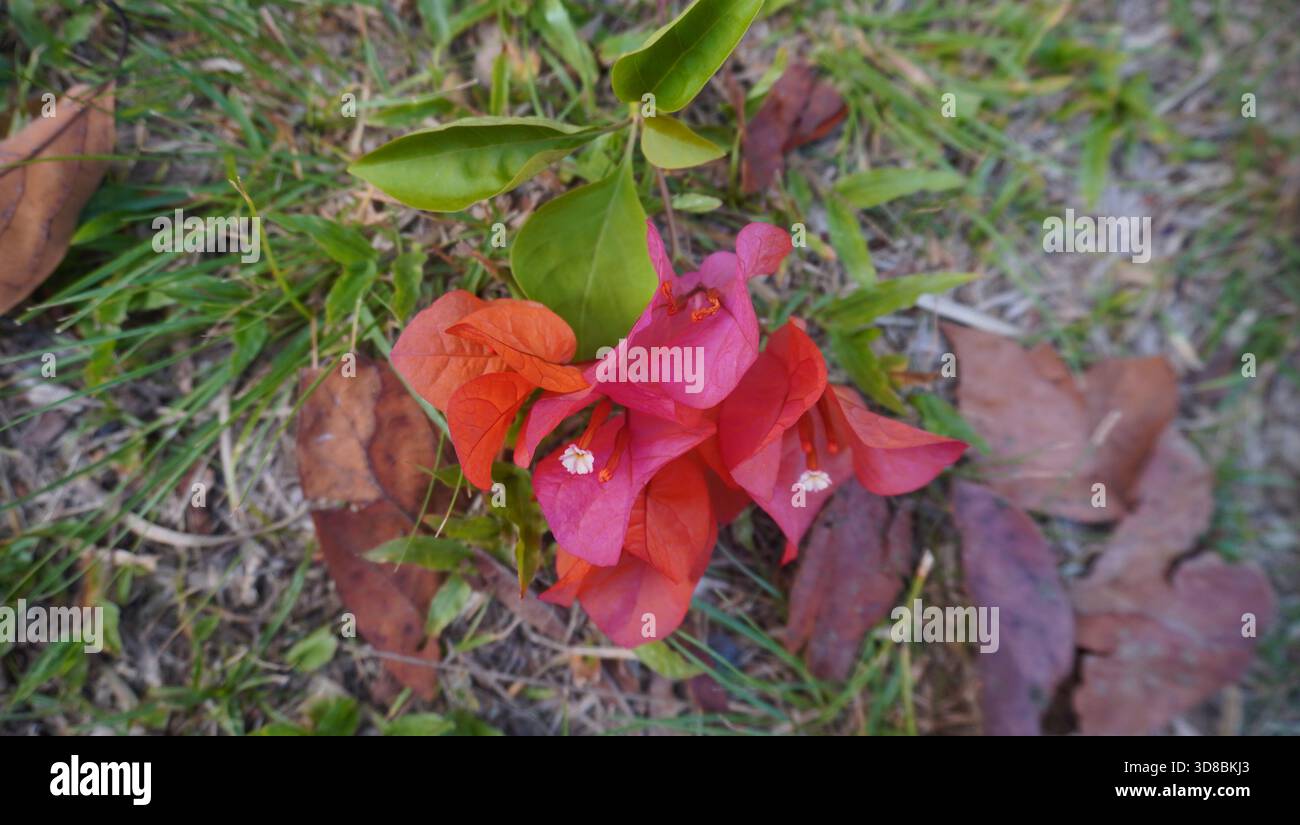 Rote Papierblumen fallen zu Boden Stockfoto