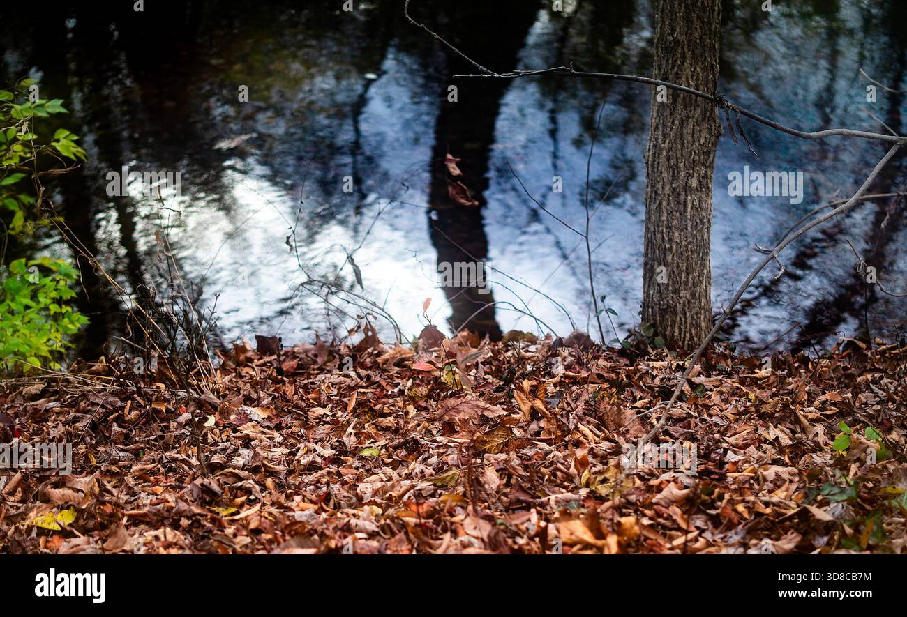 Herbstlaub am Ufer eines Flusses Stockfoto