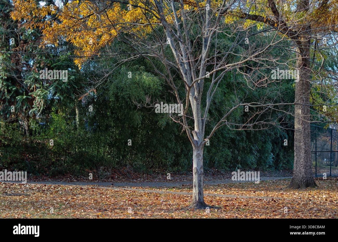Bäume in einem ländlichen Park Stockfoto