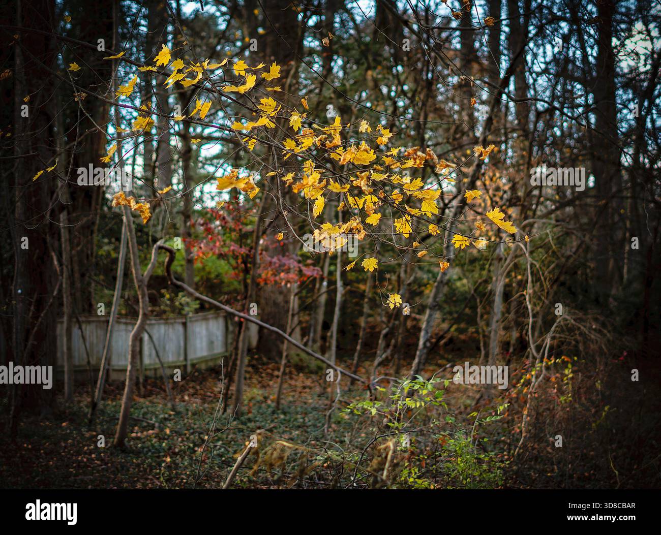 Frühwinterliches Laub im Wald Stockfoto