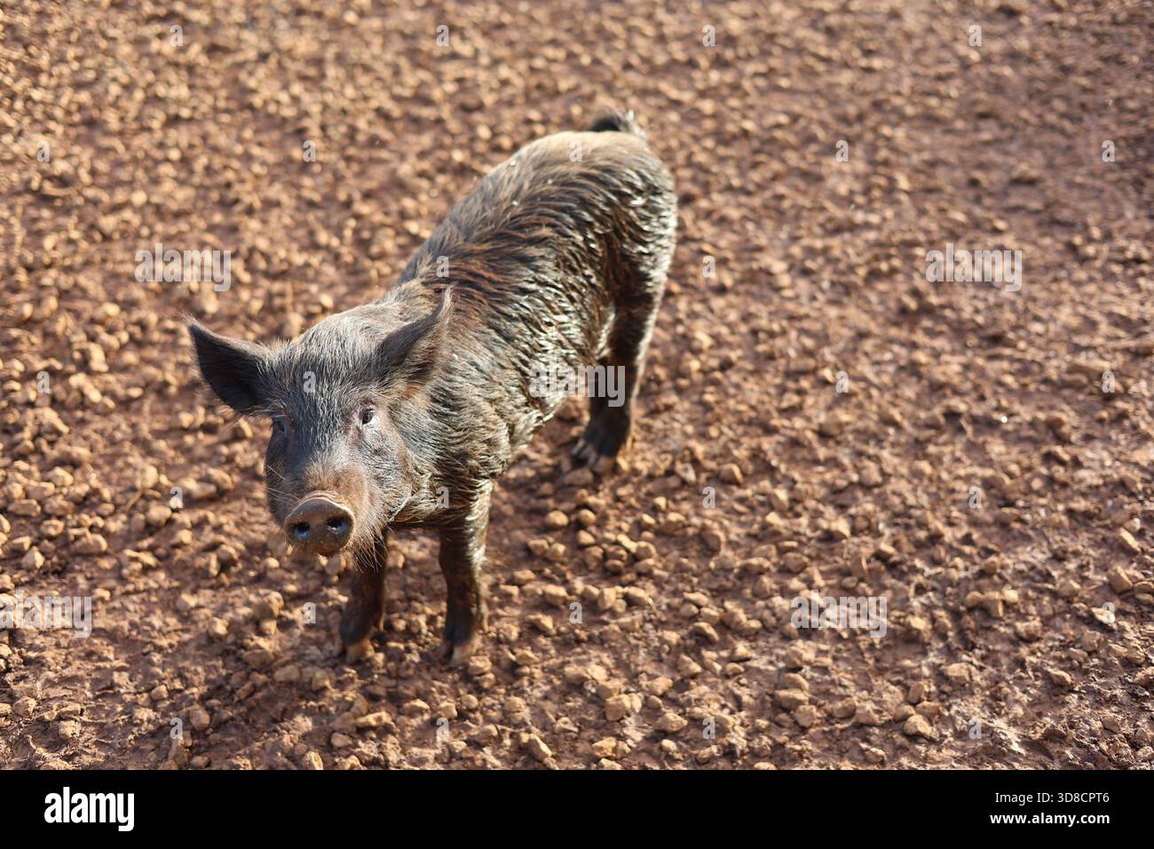 Wildschwein (Sus Scrofa) Stockfoto