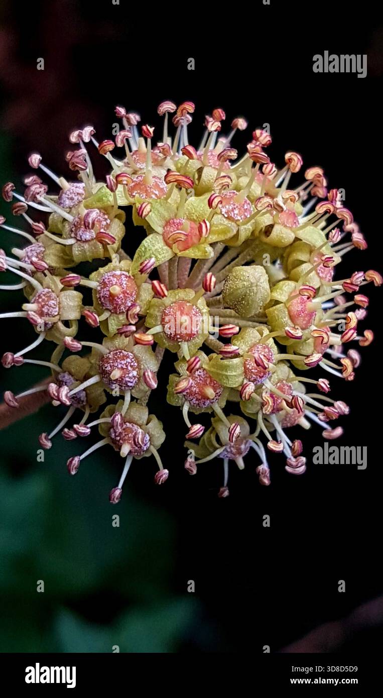 Eine extreme Nahaufnahme, die die komplizierte Struktur einer Efeublüte erfasst und ihre feinen Texturen, Formen und natürlichen Details enthüllt. Stockfoto