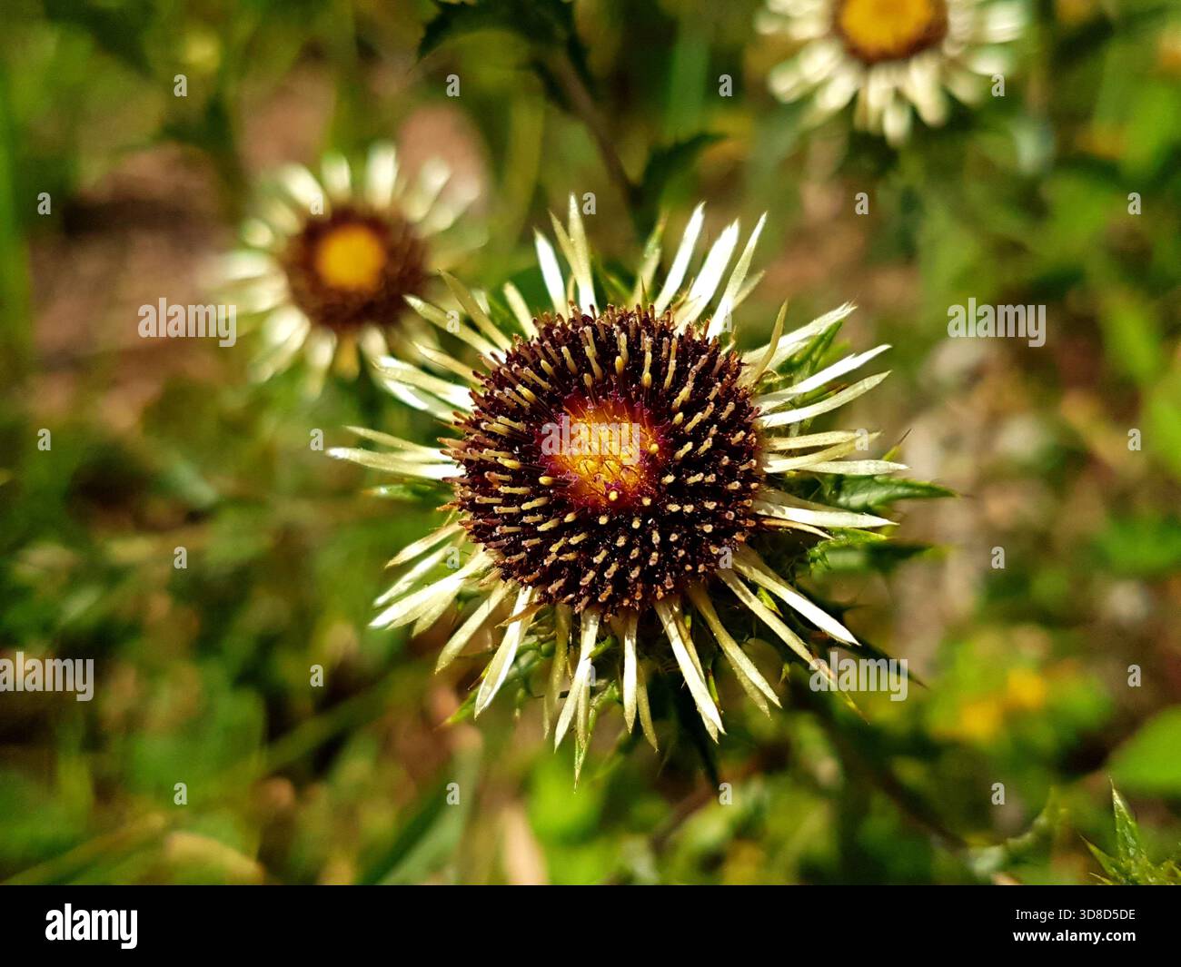 Einzigartige Nahaufnahme von drei Distelblüten, die in warmen Herbsttönen von Gold, Burgunderrot, Orange und Silber vor einem natürlichen, unscharfen Hintergrund leuchten Stockfoto