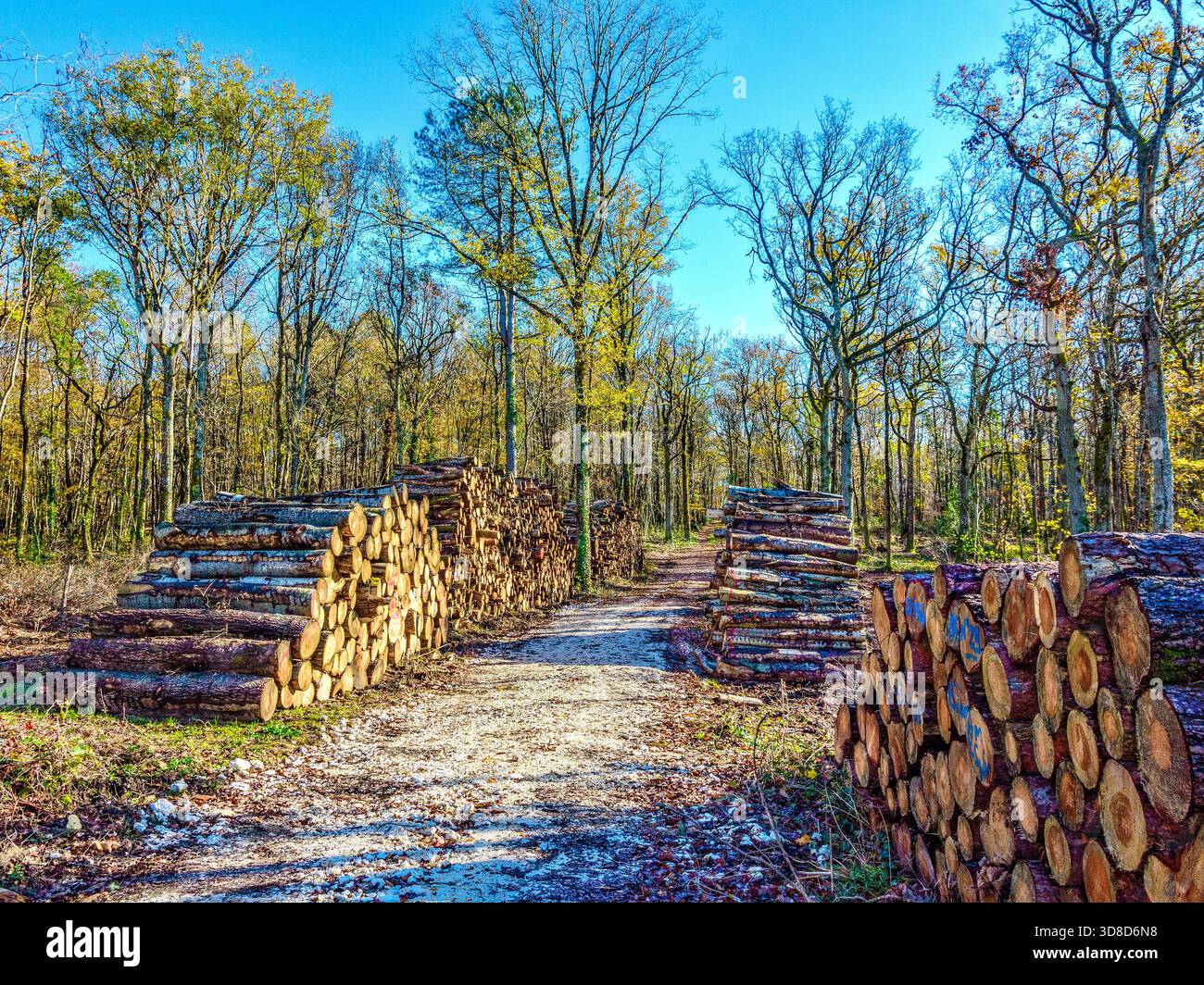 Holzstapel im Wald, die auf Sammlung warten - Zentralfrankreich. Stockfoto
