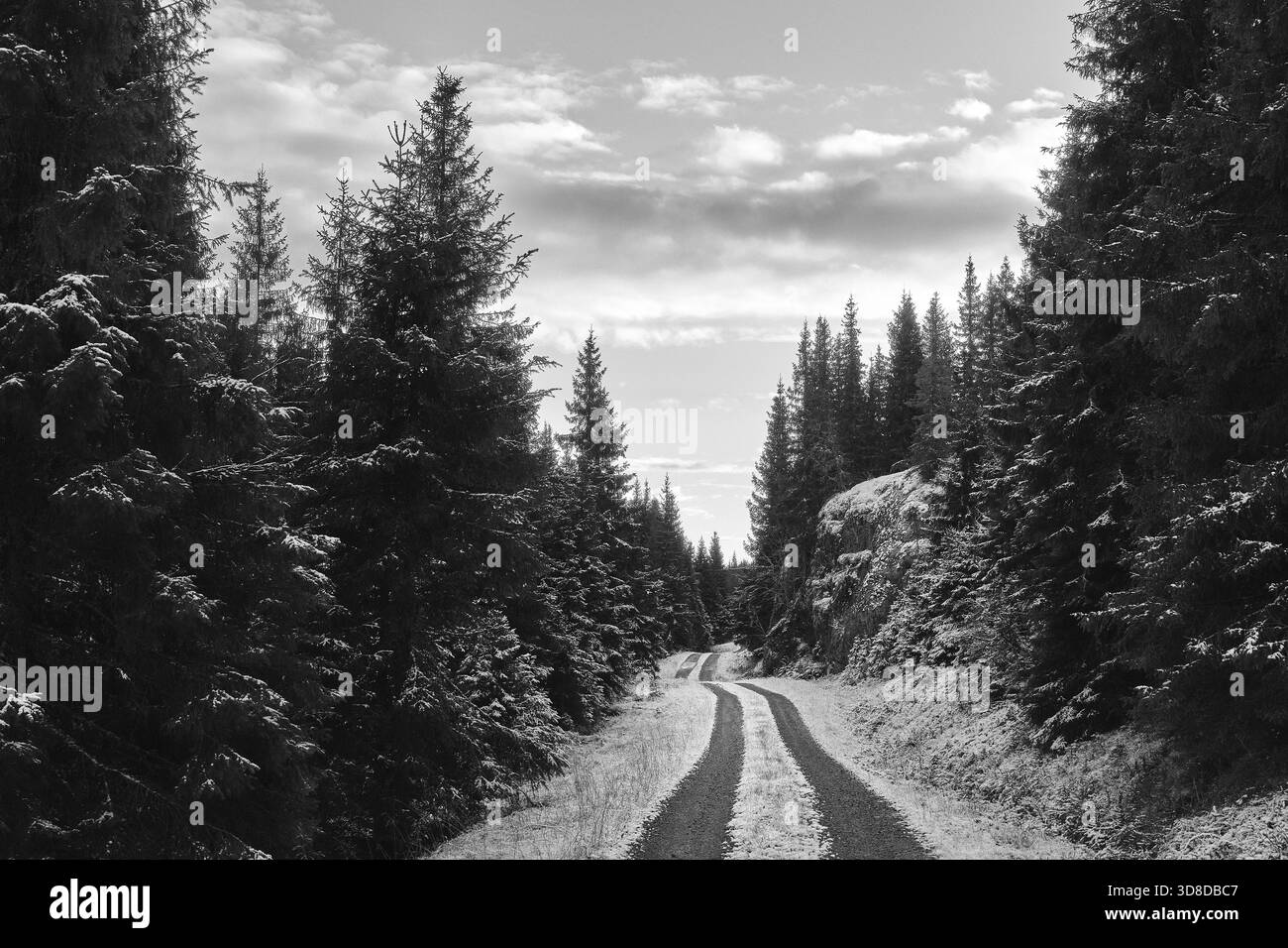 Eine Forststraße im Stillvatndalen Tal, Totenåsen Hills, Norwegen, November 2025. Stockfoto