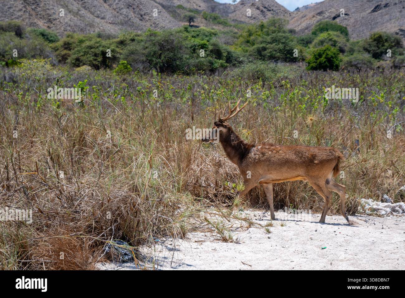 Wildhirsche wandern am Strand, Pink Beach, Padar Island, Komodo Nationalpark, Indonesien Stockfoto
