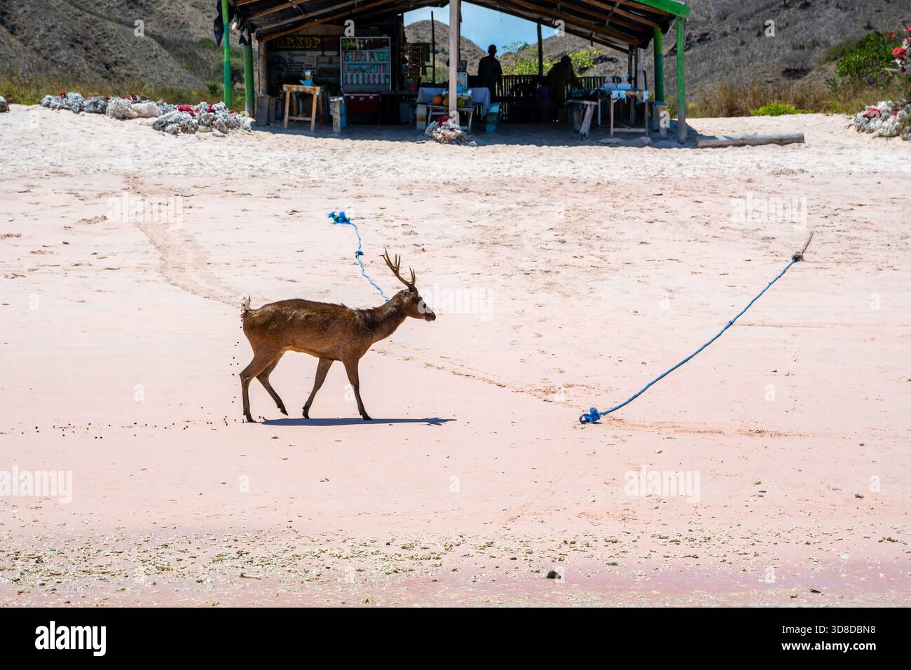 Wildhirsche, Rusa timorensis, Spaziergang am Strand, Pink Beach, Padar Island, Komodo Nationalpark, Indonesien Stockfoto