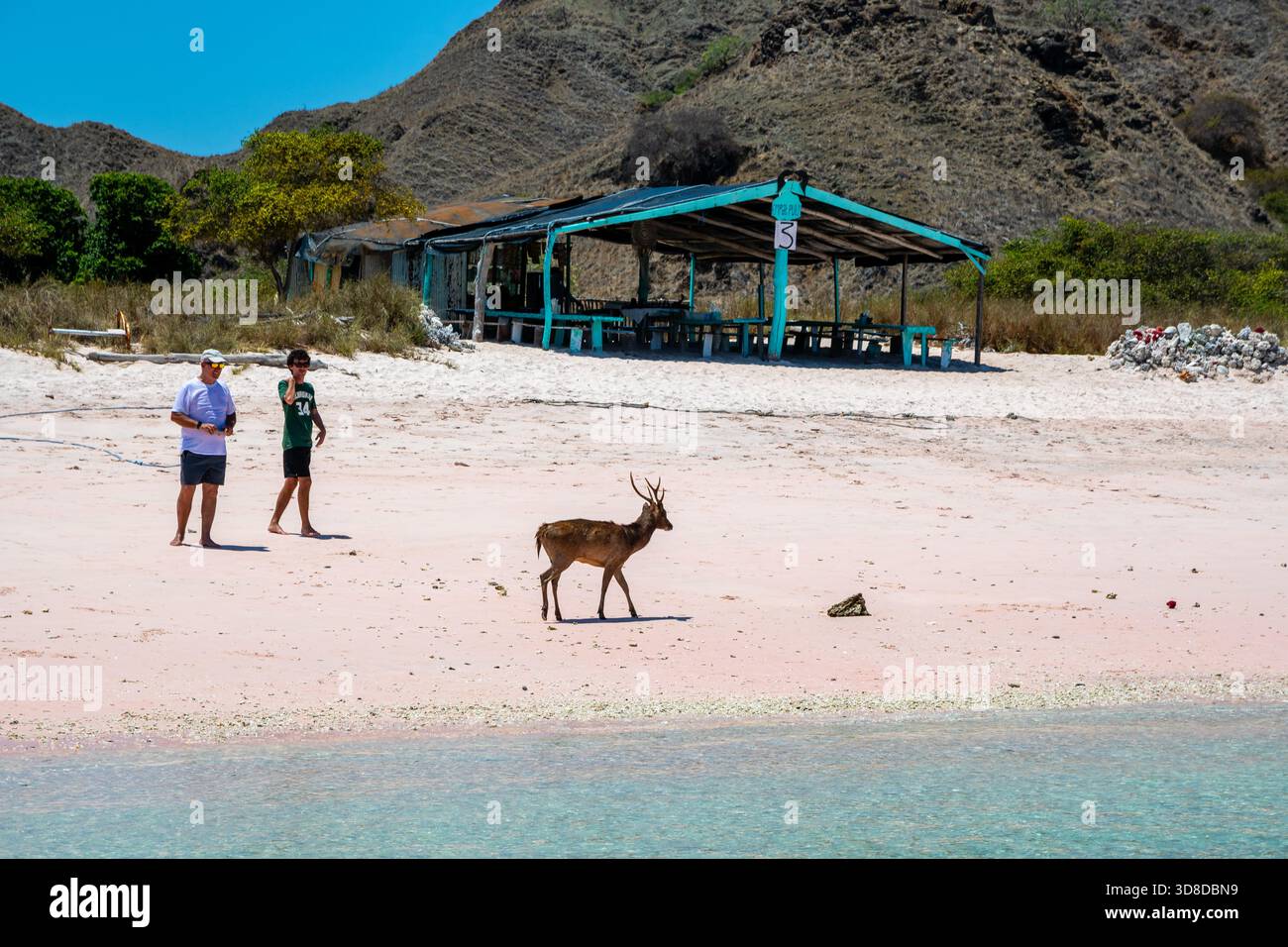 Wilde Hirsche am Strand, zwei Touristen beobachten., Pink Beach, Padar Island, Komodo Nationalpark, Indonesien Stockfoto