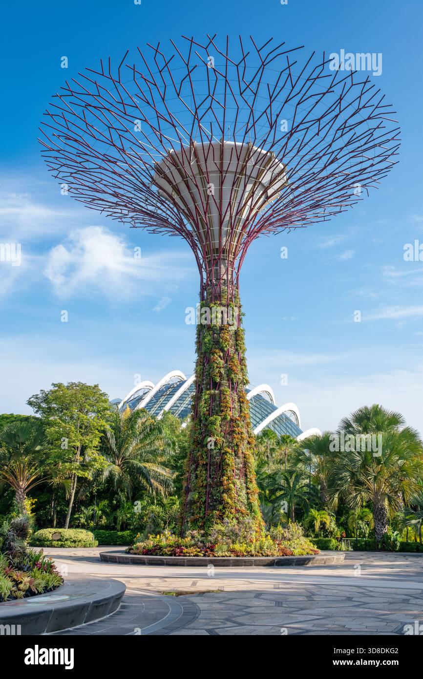 Ein hoch aufragender Superbaum in Gardens by the Bay, Singapur, bedeckt von üppigem Grün mit seiner komplizierten Metallstruktur vor einem klaren blauen Himmel. Stockfoto