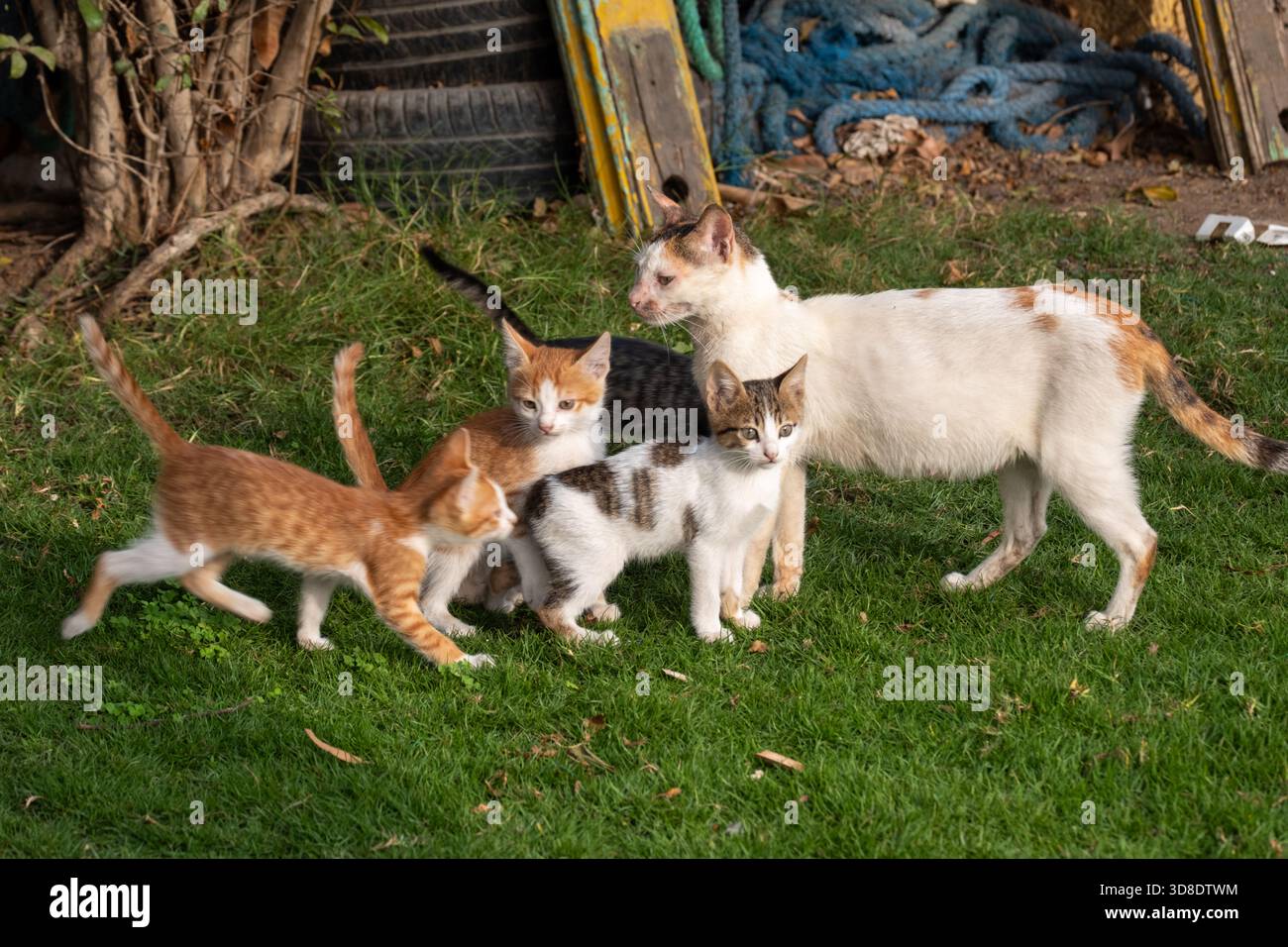 Ägyptische streunende Baladi-Katze mit ihren Kätzchen, Kairo, Ägypten Stockfoto