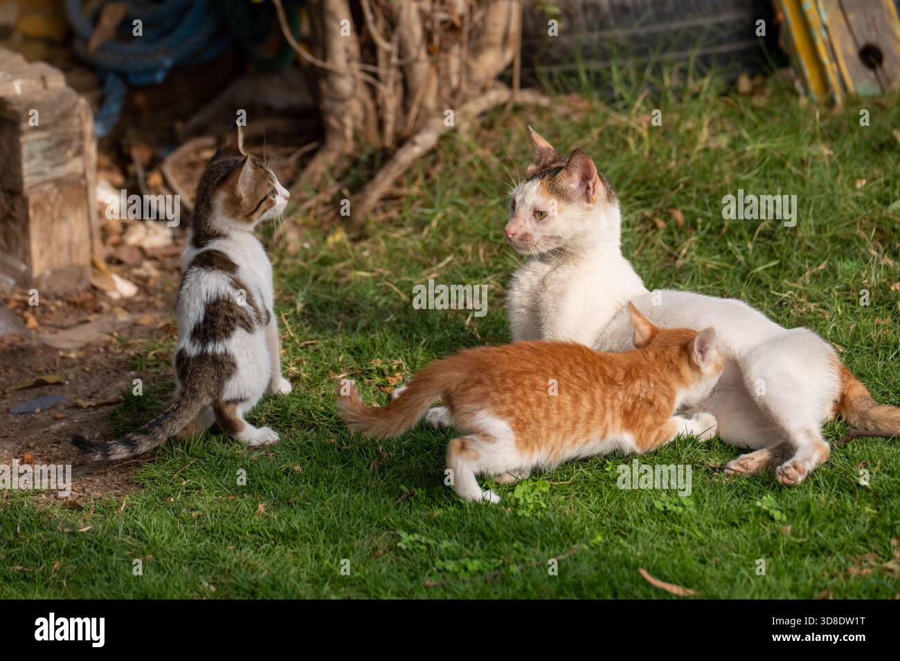 Ägyptische streunende Baladi-Katze mit ihren Kätzchen, Kairo, Ägypten Stockfoto
