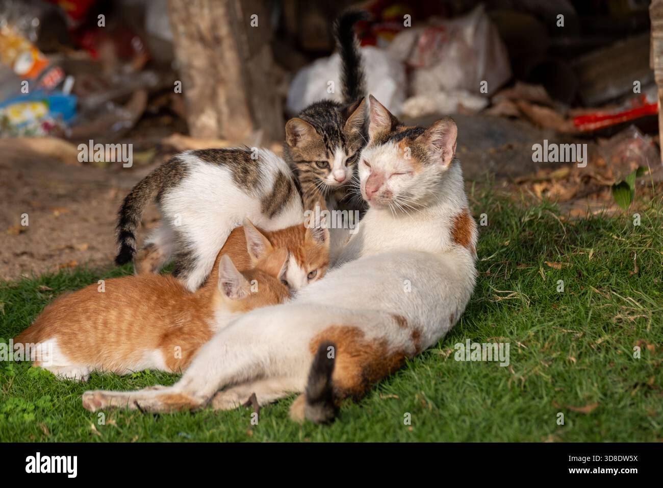 Ägyptische streunende Baladi-Katze, die auf Gras ruht und ihre Kätzchen stillt, Kairo, Ägypten Stockfoto