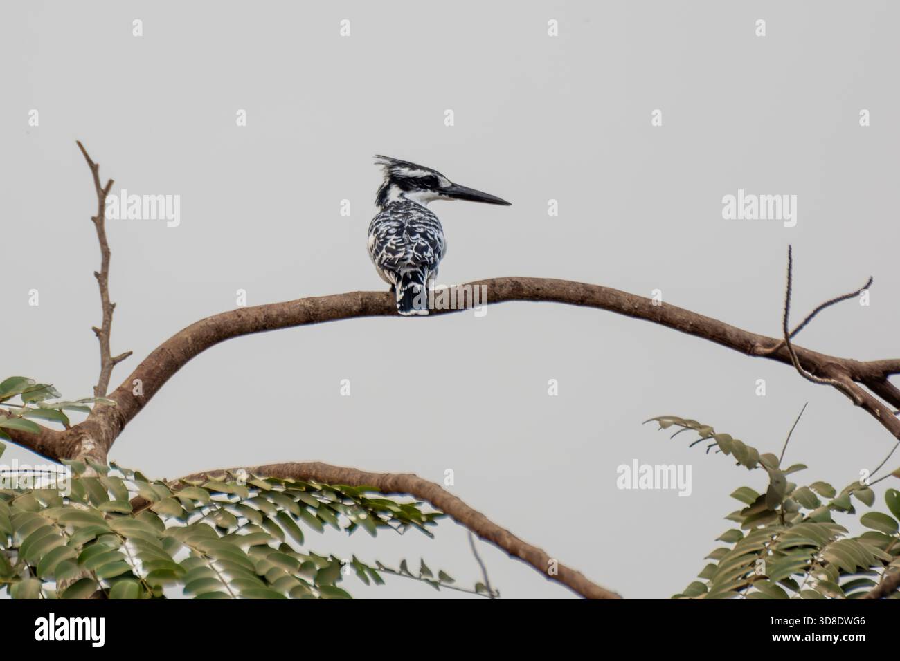 rattenvogel (Ceryle rudis) thront auf einem Baumzweig über dem Nil, Kairo, Ägypten Stockfoto