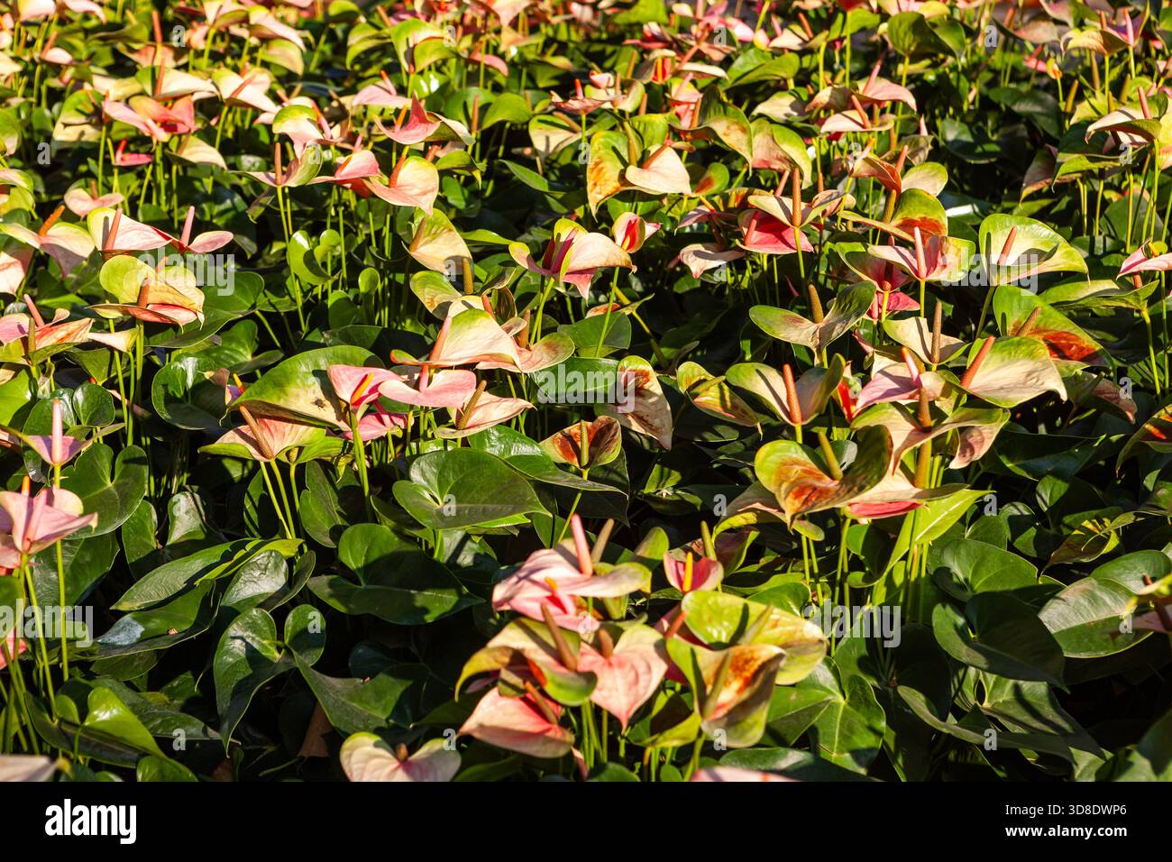 Wunderschöne rosa und grüne tropische Blumen in einem üppigen Garten, Thailand. Stockfoto