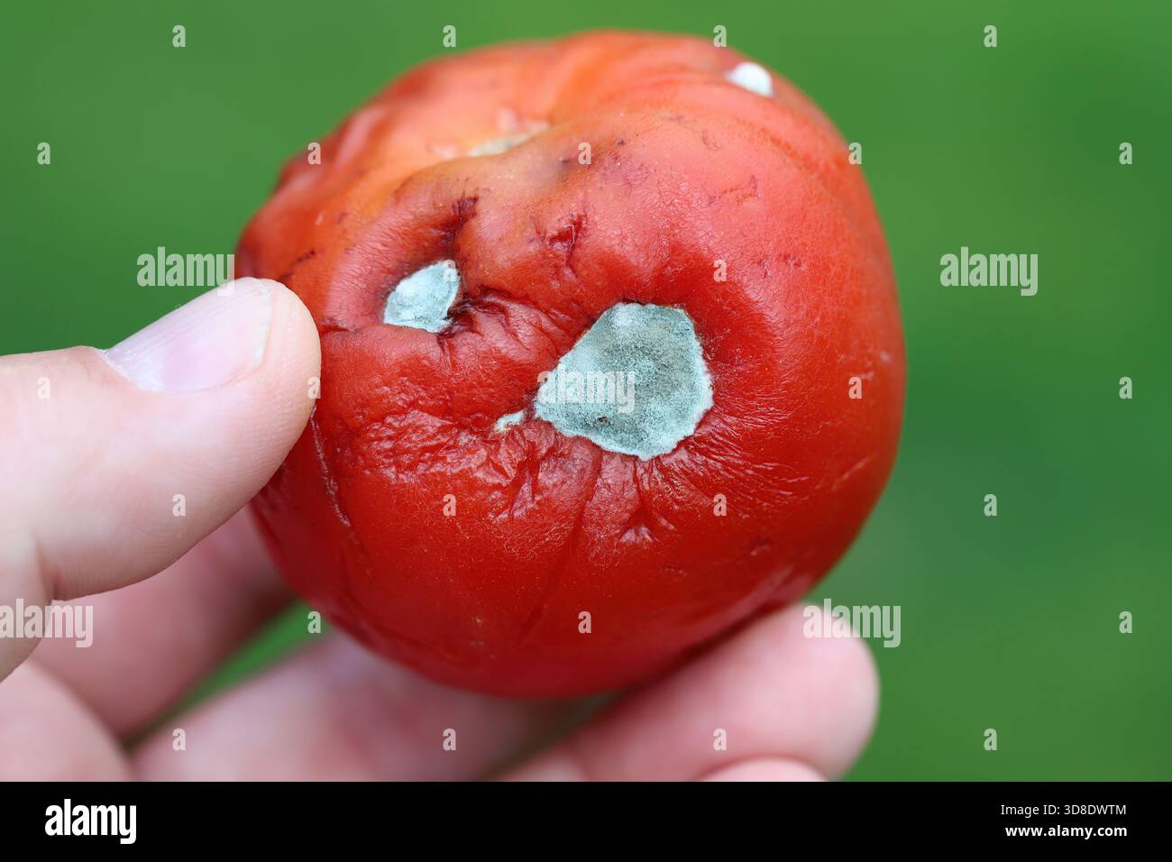 Schimmel an einer Tomate durch saprotrophe Pilze der Gattungen Cladosporium, Penicillium, Alternaria oder Aspergillus. Stockfoto