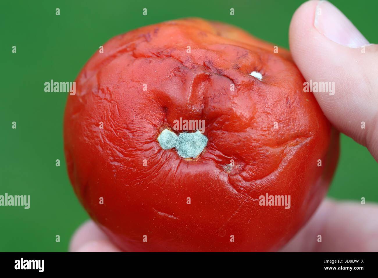 Schimmel an einer Tomate durch saprotrophe Pilze der Gattungen Cladosporium, Penicillium, Alternaria oder Aspergillus. Stockfoto