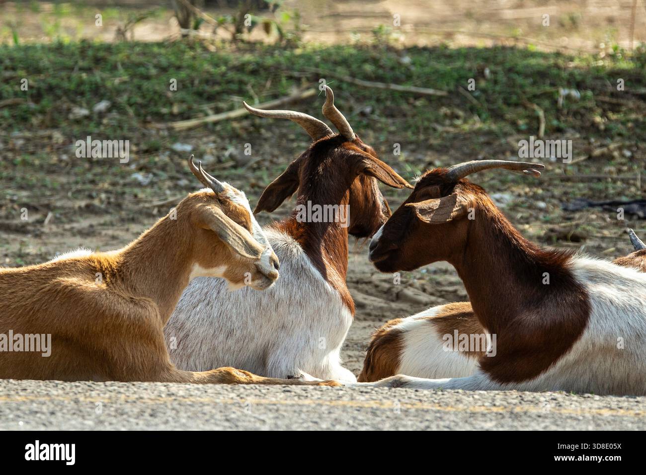 Drei Ziegen ruhen auf der Straße aus. Stockfoto