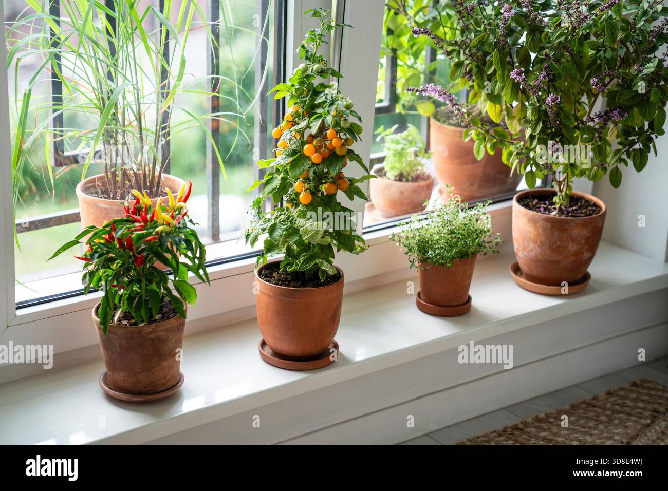 Zitronengras blumen -Fotos und -Bildmaterial in hoher Auflsung  Alamy
