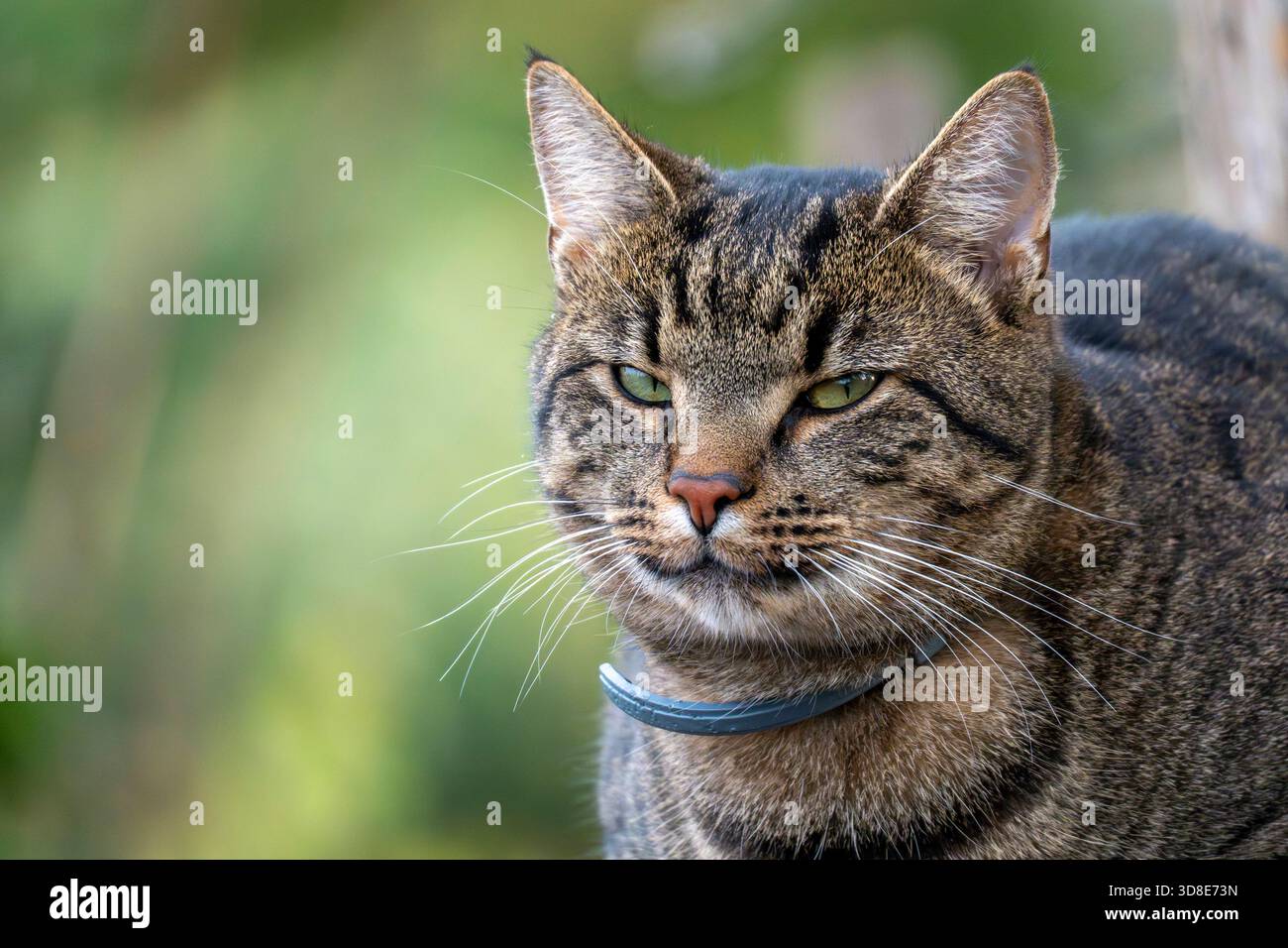 Eine gestreifte Katze sitzt draußen, umgeben von Grün. Die Katze wirkt ruhig, aber aufmerksam, mit hochgezogenen Ohren und fokussierten Augen. Sonnenlicht hoch Stockfoto