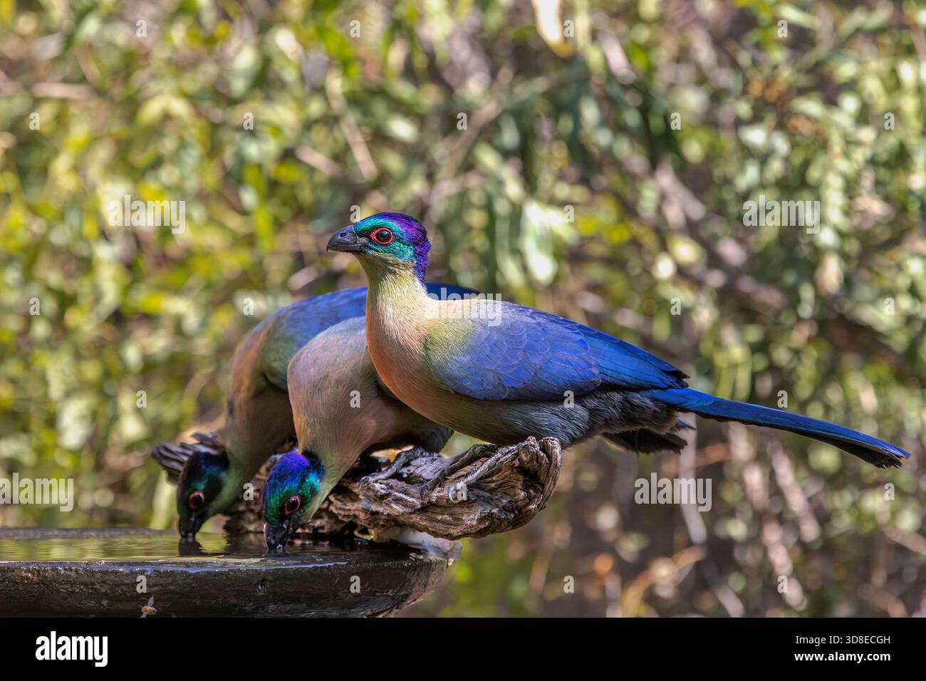 Drei Purple-Wappen-Turaco (Gallirex porphyreolophus), die auf einem Baumstamm am Rand eines Vogelbades thronten Stockfoto