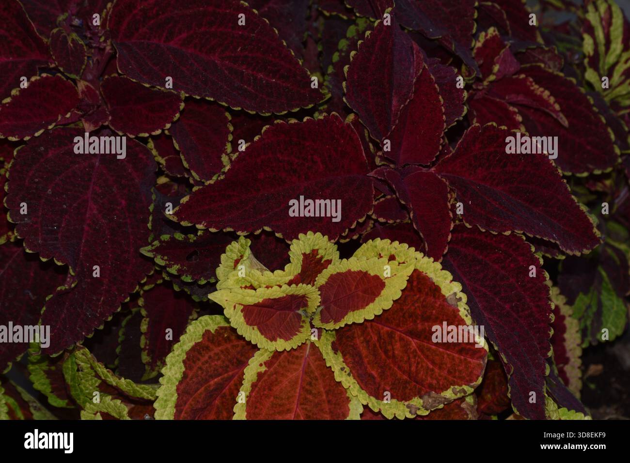 Coleus (Coleus scutellarioides) Stockfoto