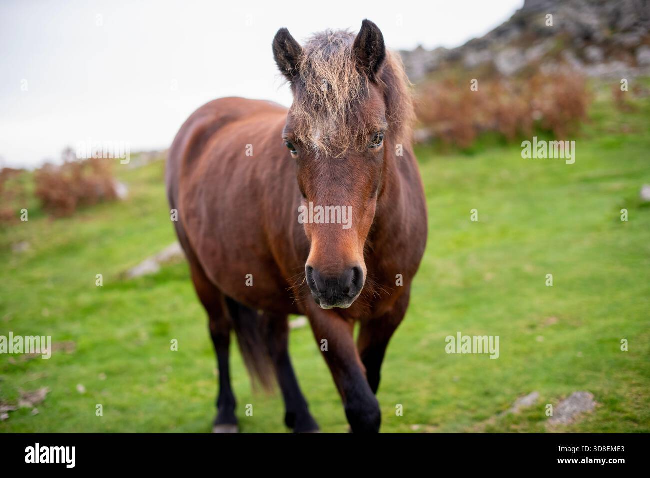 Pony, Dartmoor Devon Stockfoto