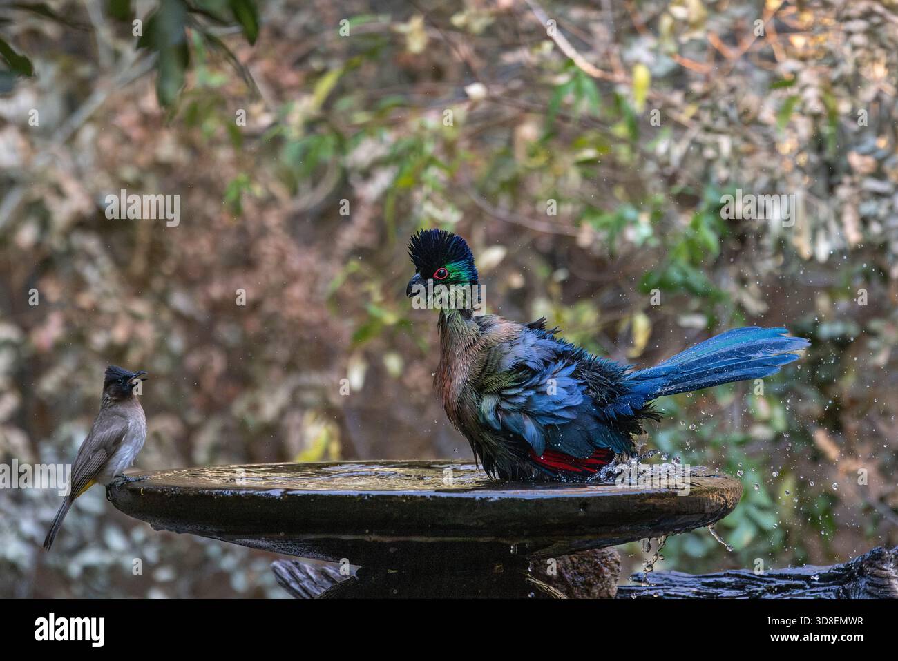 Turaco mit violettem Hauben (Gallirex porphyreolophus), der in einem Vogelbad mit einem Gelbbelüfteten Bulbul schwimmt Stockfoto