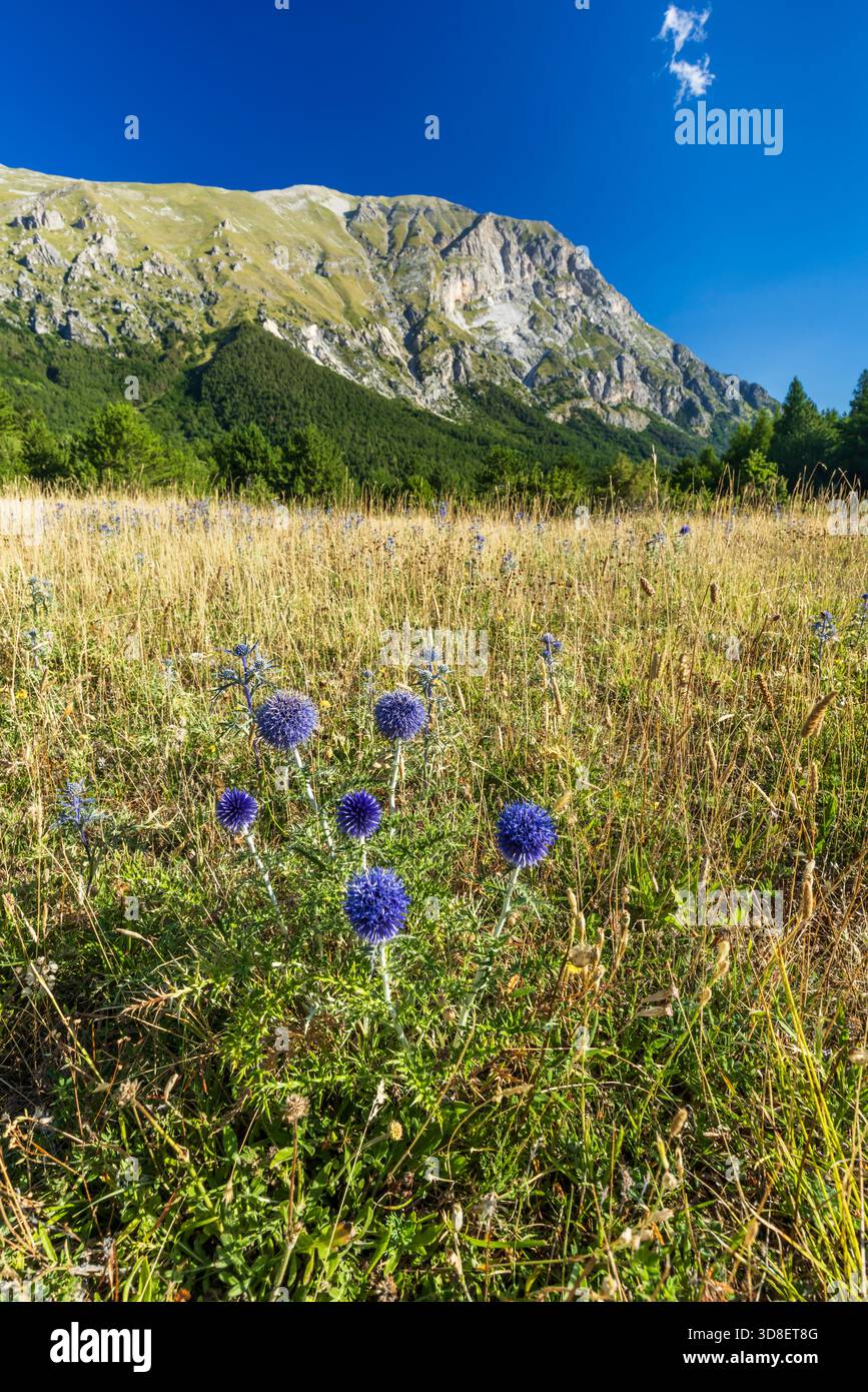 Globus Disteln wachsen auf einem Feld mit Bergen unter einem klaren blauen Himmel Stockfoto