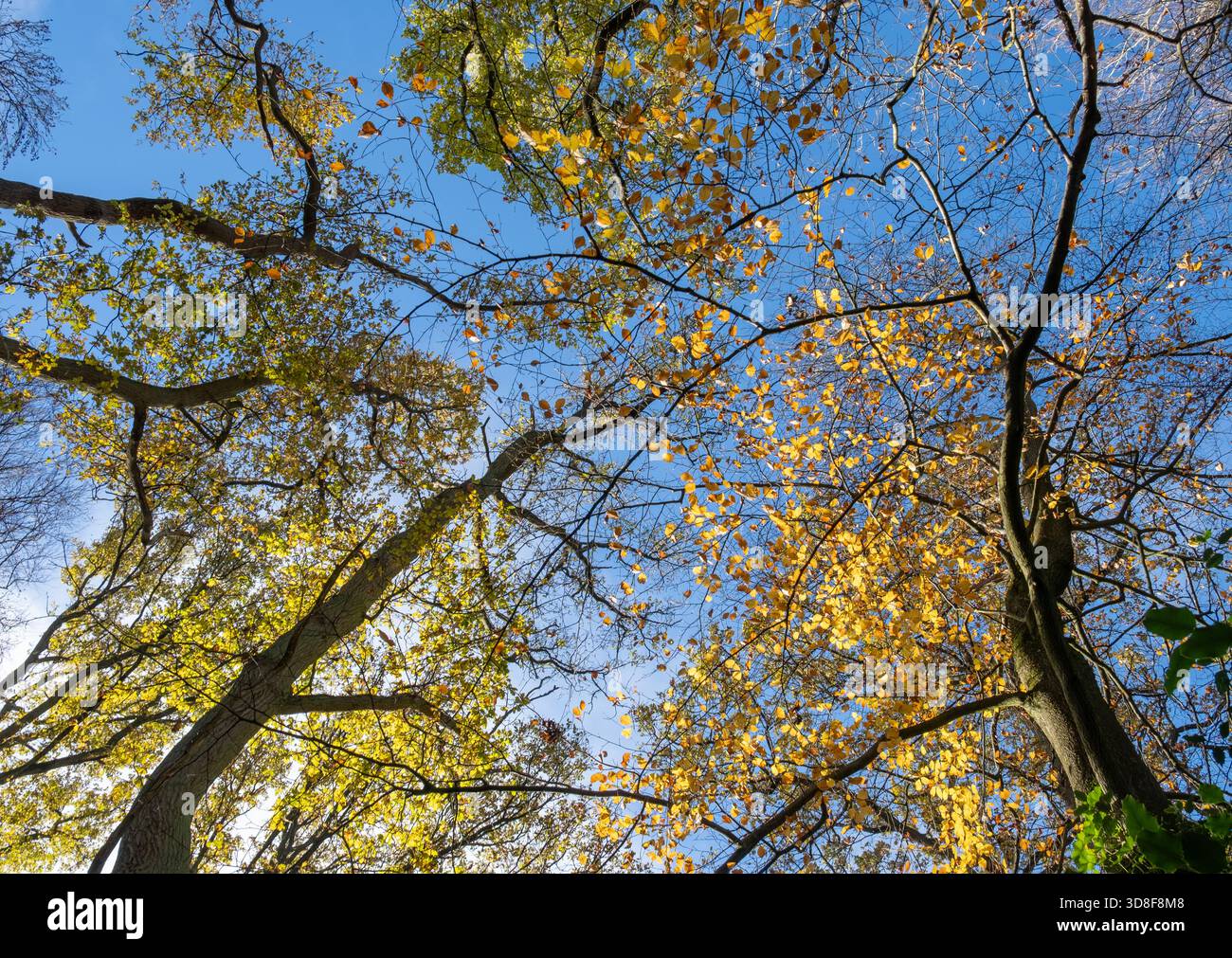 Blick auf die letzten Herbstfarben auf den hohen Bäumen vor dem blauen Himmel in Worcestershire, England. Stockfoto