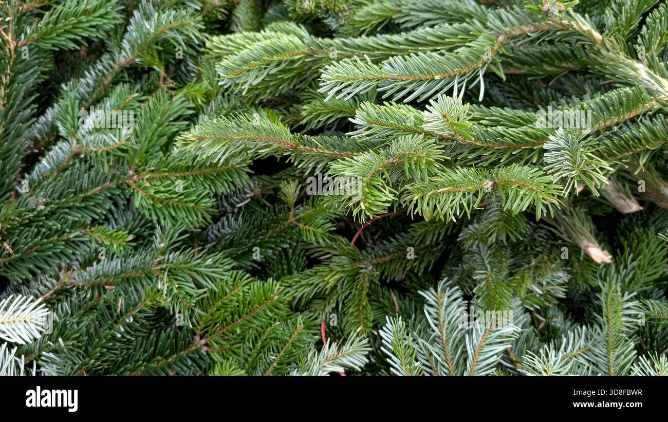 Nahaufnahme von Tannenzweigen, Winterszene, festliche Atmosphäre. Stockfoto