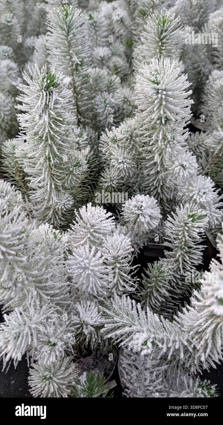 Nahaufnahme von Tannenzweigen mit Schnee bedeckt, Winterszene, festliche Atmosphäre. - Smartphone-aufgenommenes Stockfoto