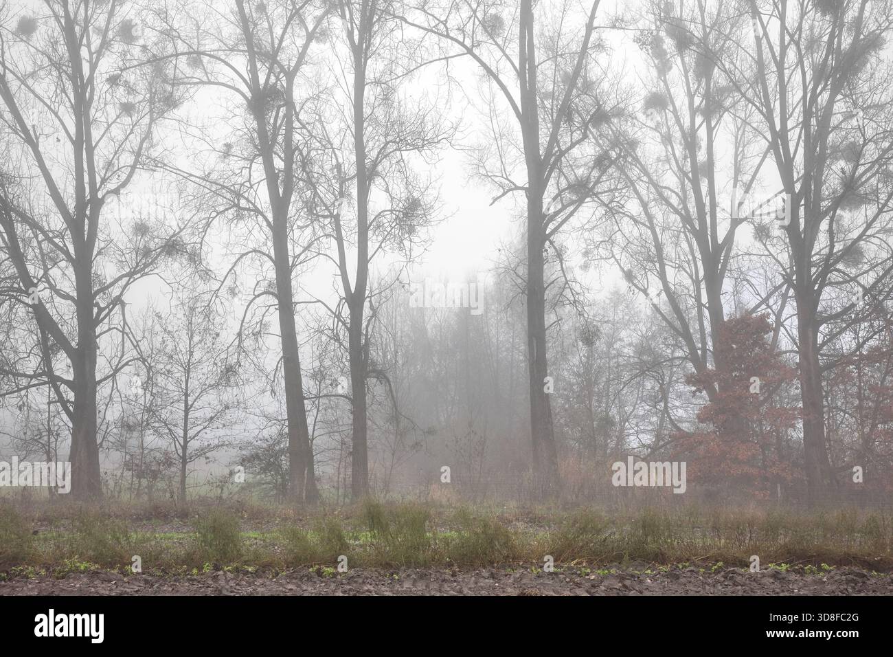 Foto von Bäumen an einem nebeligen Wintertag. Stockfoto